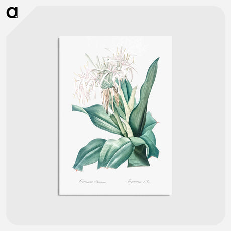 アートポストカード-Poison bulb illustration - ピエール ジョゼフ ルドゥーテ Postcard.