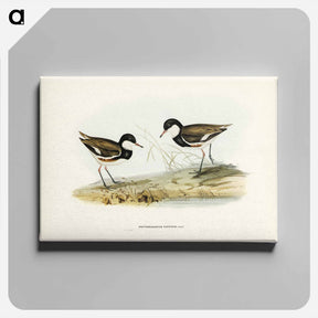 アートパネル-Banded Red Knee
 - ジョン グールド Canvas.