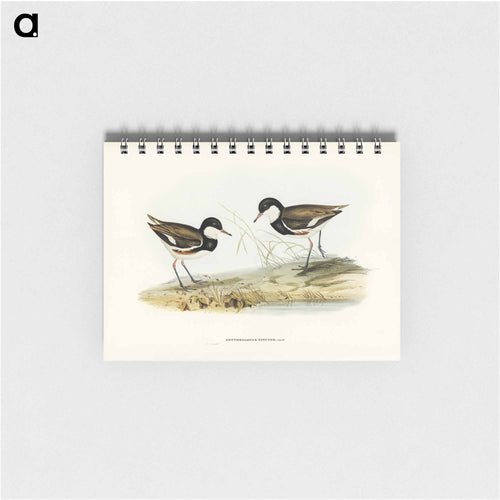 Banded Red Knee
 - John Gould Memo.