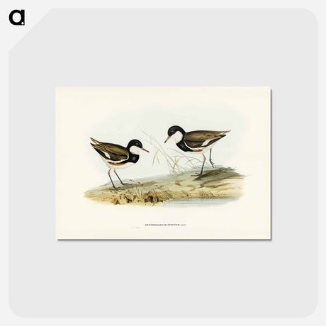 アートポストカード-Banded Red Knee
 - ジョン グールド Postcard.