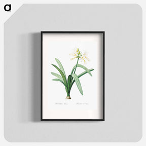 アートポスター-Pancratium illyricum - ピエール ジョゼフ ルドゥーテ Poster.