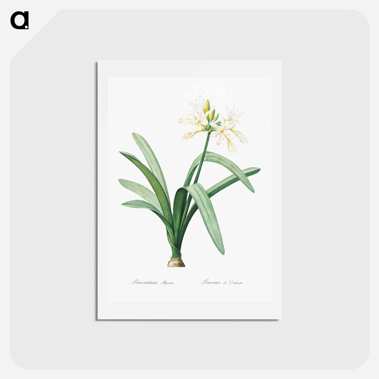 アートポストカード-Pancratium illyricum - ピエール ジョゼフ ルドゥーテ Postcard.