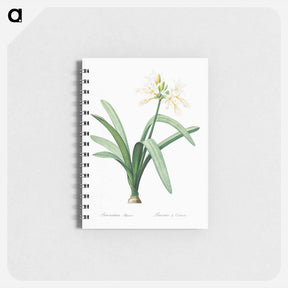 アートメモ帳-Pancratium illyricum - ピエール ジョゼフ ルドゥーテ Memo.