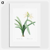 Pancratium illyricum - ピエール ジョゼフ ルドゥーテ Poster.