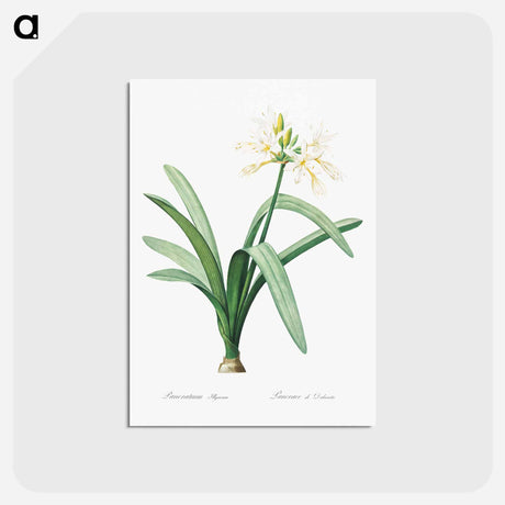 アートポストカード-Pancratium illyricum - ピエール ジョゼフ ルドゥーテ Postcard.