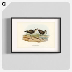 アートポスター-Marsh Sandpiper
 - ジョン グールド Poster.