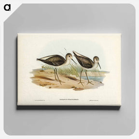 アートパネル-Marsh Sandpiper
 - ジョン グールド Canvas.