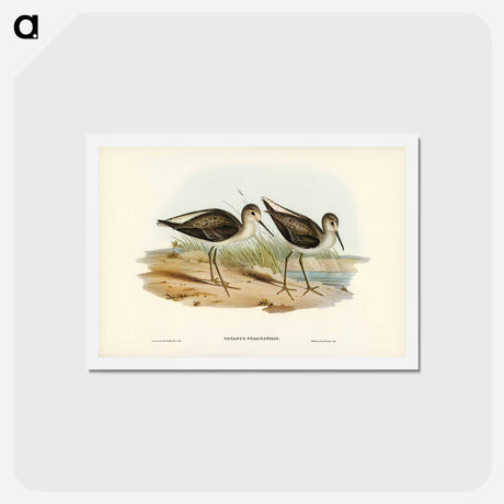 アートポストカード-Marsh Sandpiper
 - ジョン グールド Postcard.