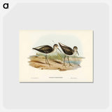 アートポストカード-Marsh Sandpiper
 - ジョン グールド Postcard.