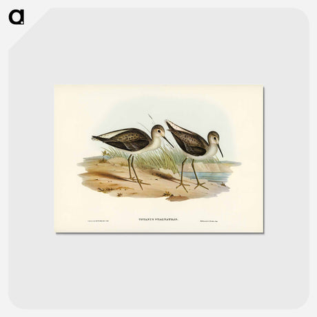 アートポストカード-Marsh Sandpiper
 - ジョン グールド Postcard.