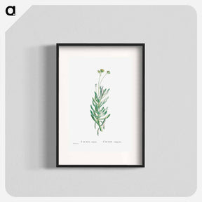 アートポスター-Cacalia Repens (Blue Chalksticks) - ピエール ジョゼフ ルドゥーテ Poster.