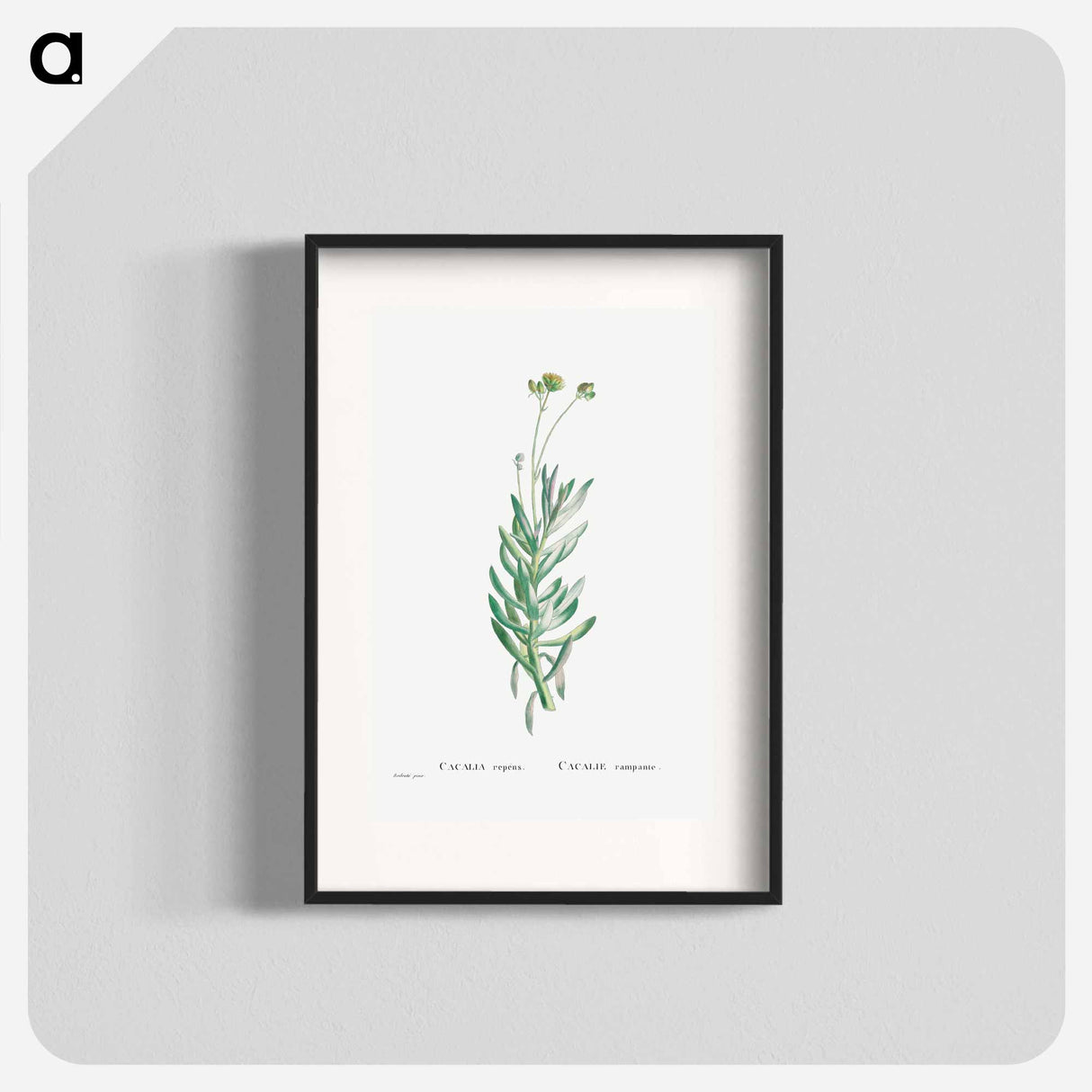 Cacalia Repens (Blue Chalksticks) - ピエール ジョゼフ ルドゥーテ Poster.