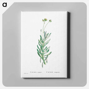 アートパネル-Cacalia Repens (Blue Chalksticks) - ピエール ジョゼフ ルドゥーテ Canvas.