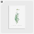 アートポストカード-Cacalia Repens (Blue Chalksticks) - ピエール ジョゼフ ルドゥーテ Postcard.