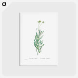 アートポストカード-Cacalia Repens (Blue Chalksticks) - ピエール ジョゼフ ルドゥーテ Postcard.