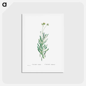 アートポストカード-Cacalia Repens (Blue Chalksticks) - ピエール ジョゼフ ルドゥーテ Postcard.