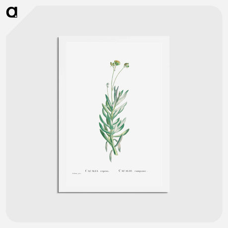 アートポストカード-Cacalia Repens (Blue Chalksticks) - ピエール ジョゼフ ルドゥーテ Postcard.
