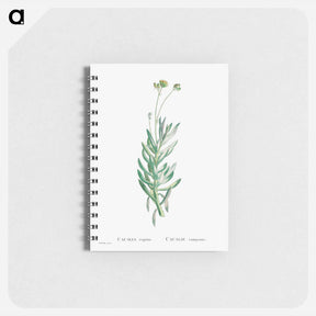 アートメモ帳-Cacalia Repens (Blue Chalksticks) - ピエール ジョゼフ ルドゥーテ Memo.