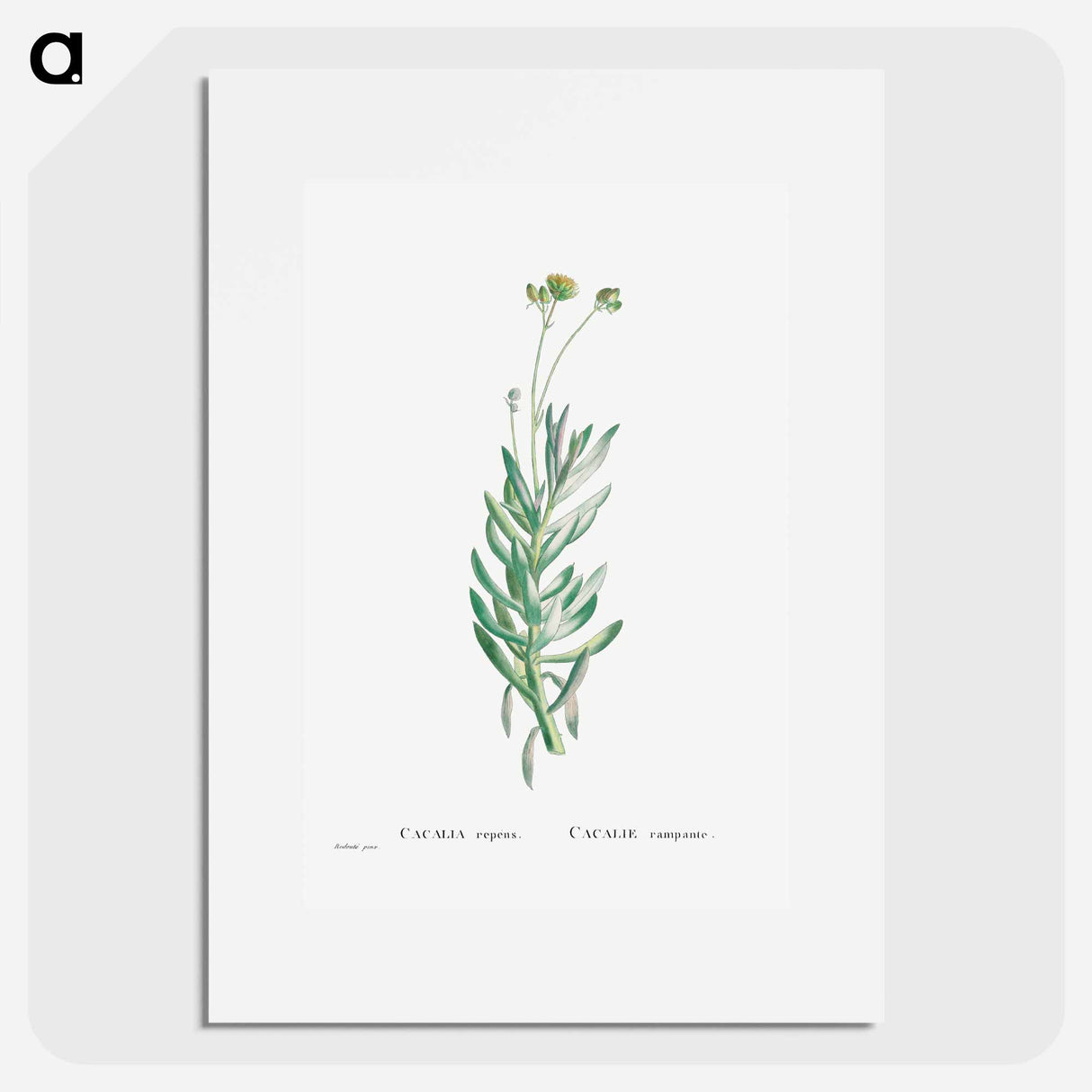 Cacalia Repens (Blue Chalksticks) - ピエール ジョゼフ ルドゥーテ Poster.