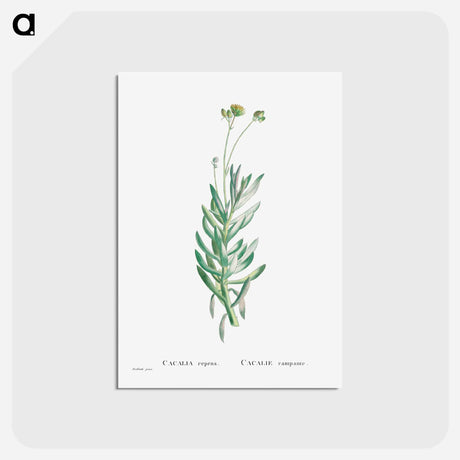 アートポストカード-Cacalia Repens (Blue Chalksticks) - ピエール ジョゼフ ルドゥーテ Postcard.