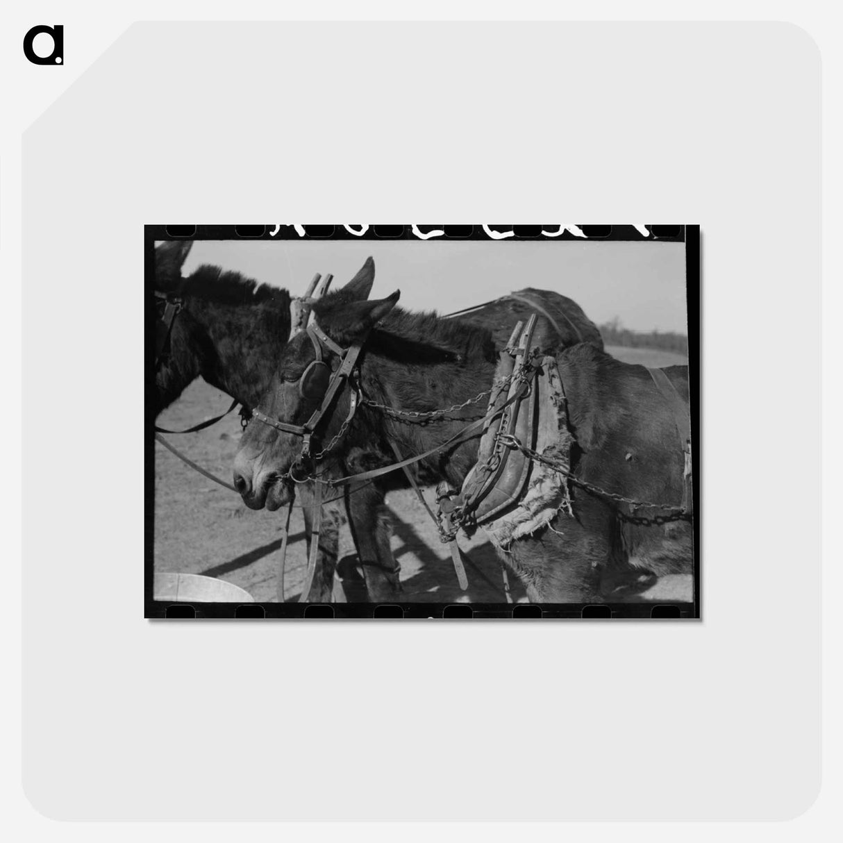 アートポストカード-Harnessed Mules of Pomp Hall
 - ラッセル リー Postcard.