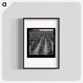 アートポスター-Tobacco field of sharecropper - ドロテア ラング Poster.