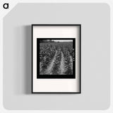 Tobacco field of sharecropper - Dorothea Lange Poster.