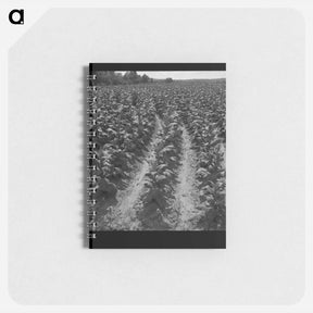 アートメモ帳-Tobacco field of sharecropper - ドロテア ラング Memo.