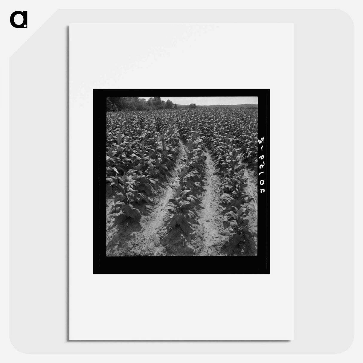 Tobacco field of sharecropper - Dorothea Lange Poster.