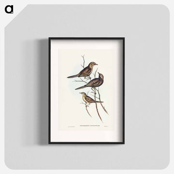 Black-breasted Songlark
 - ジョン グールド Poster.