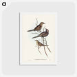 アートポストカード-Black-breasted Songlark
 - ジョン グールド Postcard.