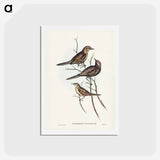 アートポストカード-Black-breasted Songlark
 - ジョン グールド Postcard.