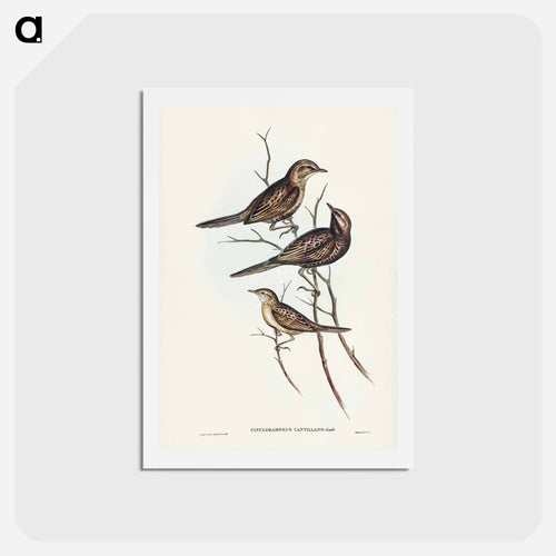 Black-breasted Songlark
 - ジョン グールド Postcard.