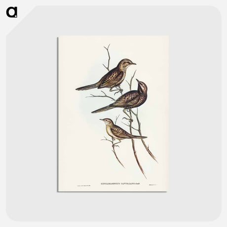 アートポストカード-Black-breasted Songlark
 - ジョン グールド Postcard.