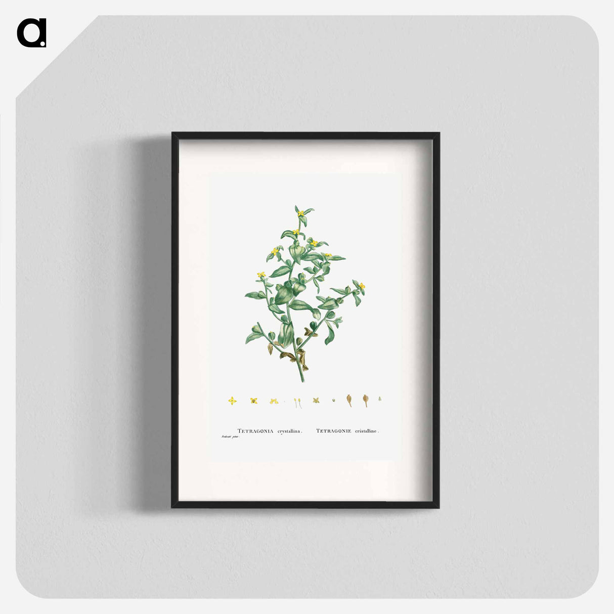 Tetragonia Crystallina (Diamond Tetragonia) - Pierre Joseph Redouté Poster.