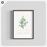 Tetragonia Crystallina (Diamond Tetragonia) - Pierre Joseph Redouté Poster.