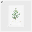 アートポストカード-Tetragonia Crystallina (Diamond Tetragonia) - ピエール ジョゼフ ルドゥーテ Postcard.