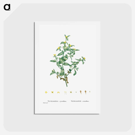 アートポストカード-Tetragonia Crystallina (Diamond Tetragonia) - ピエール ジョゼフ ルドゥーテ Postcard.