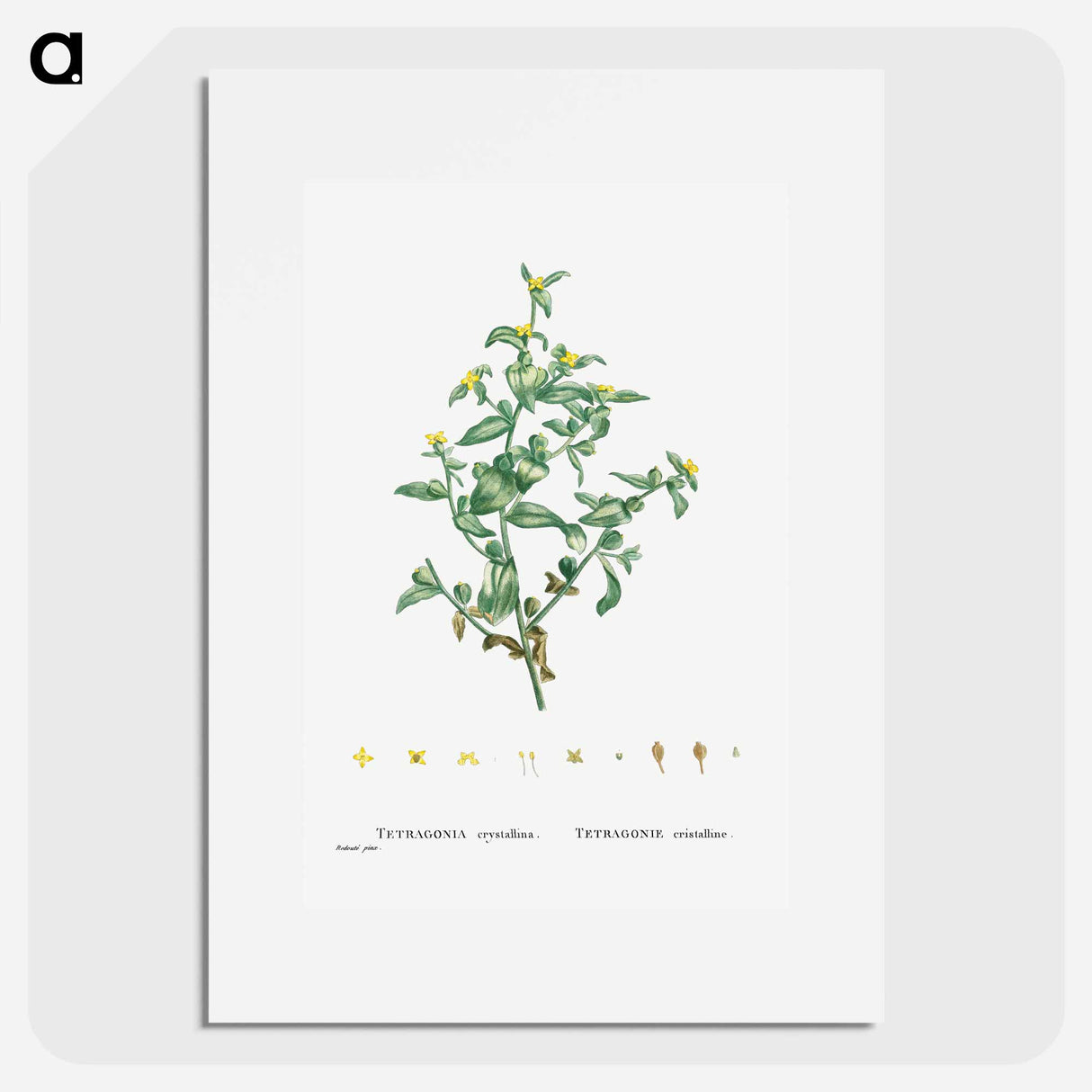 Tetragonia Crystallina (Diamond Tetragonia) - Pierre Joseph Redouté Poster.