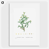 Tetragonia Crystallina (Diamond Tetragonia) - Pierre Joseph Redouté Poster.