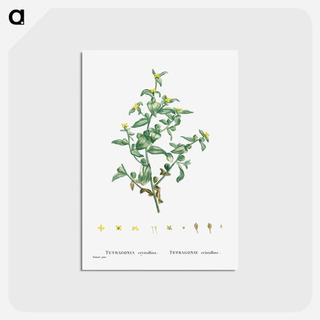 アートポストカード-Tetragonia Crystallina (Diamond Tetragonia) - ピエール ジョゼフ ルドゥーテ Postcard.