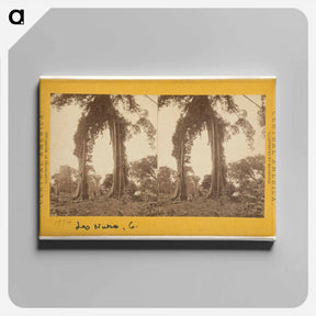 アートパネル-Las Nubes, Matapala Tree
 - エドワード マイブリッジ Canvas.