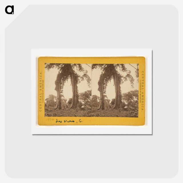 アートポストカード-Las Nubes, Matapala Tree
 - エドワード マイブリッジ Postcard.