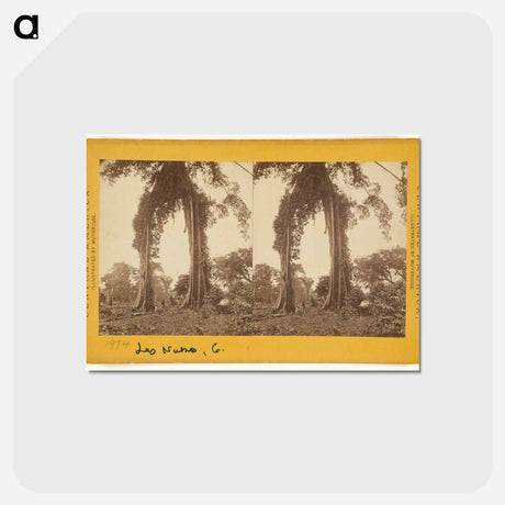 アートポストカード-Las Nubes, Matapala Tree
 - エドワード マイブリッジ Postcard.