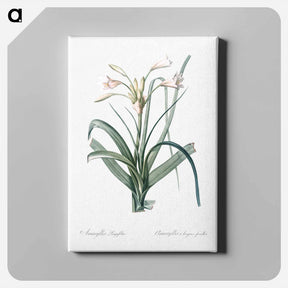 アートパネル-Malgas lily illustration - ピエール ジョゼフ ルドゥーテ Canvas.