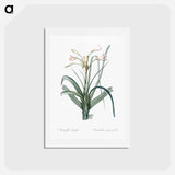 アートポストカード-Malgas lily illustration - ピエール ジョゼフ ルドゥーテ Postcard.