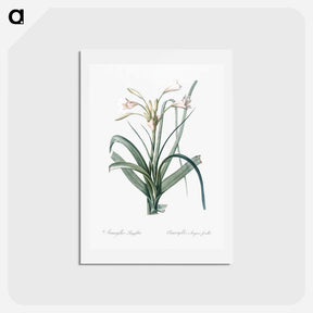 アートポストカード-Malgas lily illustration - ピエール ジョゼフ ルドゥーテ Postcard.