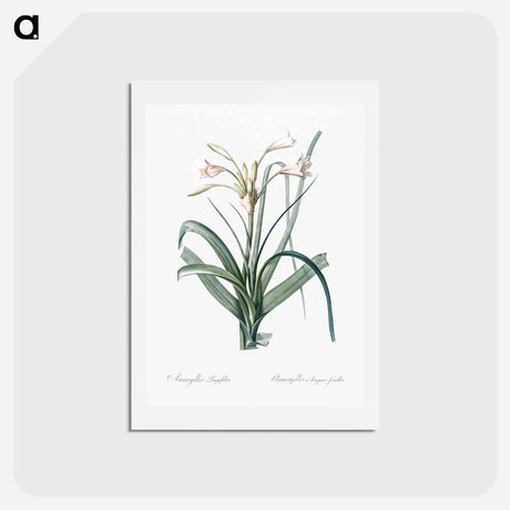 アートポストカード-Malgas lily illustration - ピエール ジョゼフ ルドゥーテ Postcard.