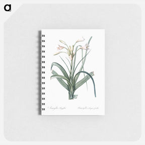 アートメモ帳-Malgas lily illustration - ピエール ジョゼフ ルドゥーテ Memo.