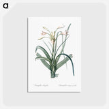 アートポストカード-Malgas lily illustration - ピエール ジョゼフ ルドゥーテ Postcard.